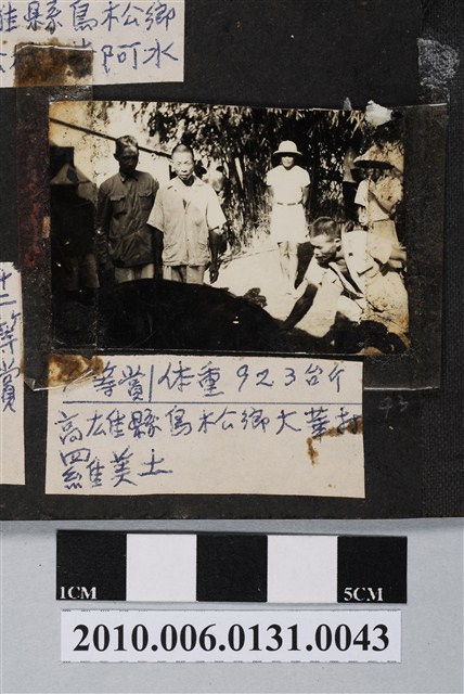 高雄市褒忠亭廟第十屆神豬比賽第四名的神豬 (共3張)