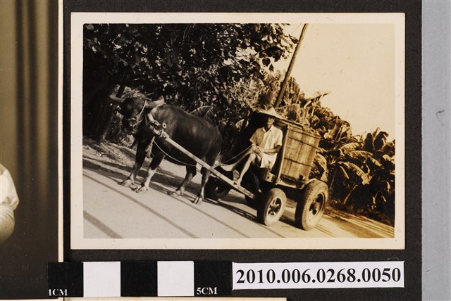 男子駕牛車 (共1張)