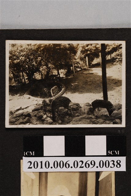 梅花鹿群 (共1張)