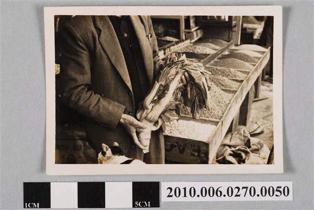 戰後市場芥菜照片 (共2張)