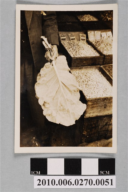 戰後市場綠葉甘藍照片 (共2張)