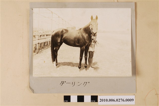 賽馬（馬名：親愛的） (共1張)