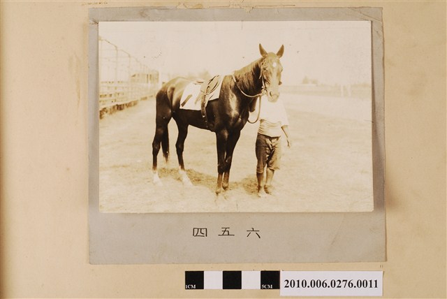 賽馬（馬名：四五六） (共1張)