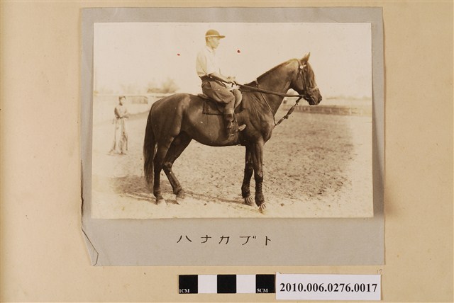 賽馬（馬名：華兜） (共1張)