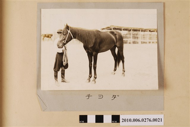 賽馬（馬名：千代田） (共1張)