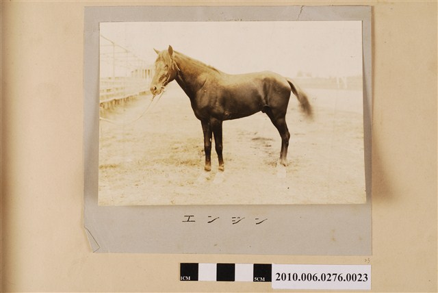 賽馬（馬名：弔擎） (共1張)