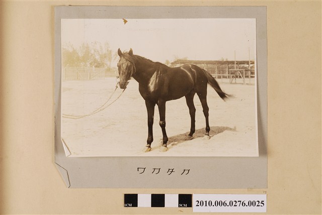 賽馬（馬名：若鷹） (共1張)