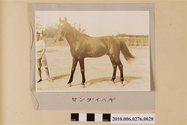 賽馬（馬名：千代萩） (共1張)