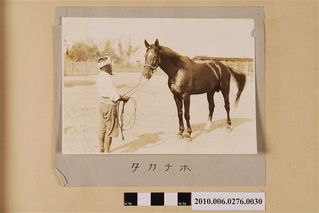 賽馬（馬名：高千穗） (共1張)
