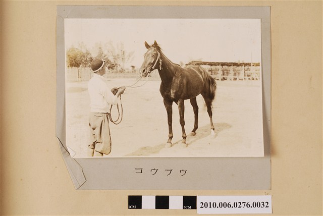 賽馬（馬名：光風） (共1張)