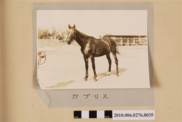 賽馬（馬名：奇想曲） (共1張)