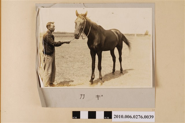 賽馬（馬名：關鍵） (共1張)