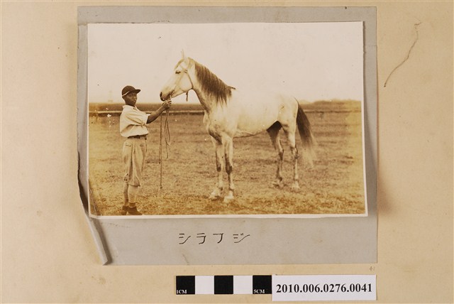 賽馬（馬名：白富士） (共1張)