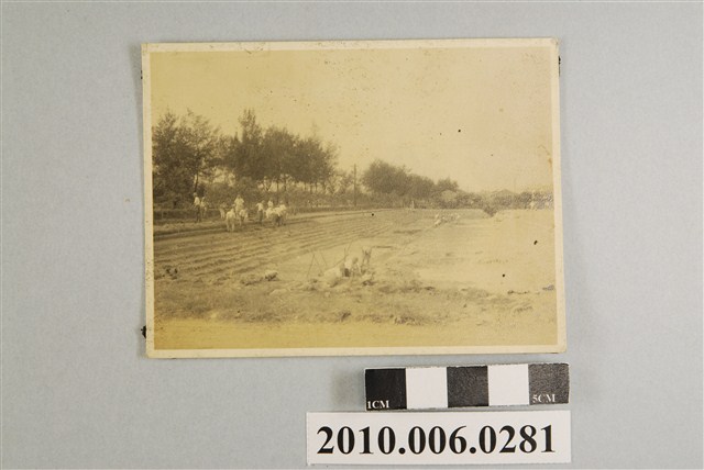 桃園農業學校耕種一景 (共2張)