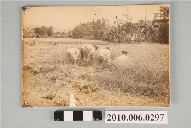 桃園農業學校學生下鄉照片 (共2張)