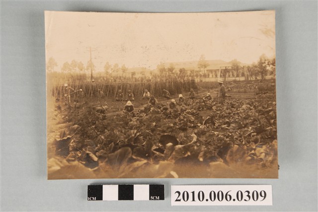 桃園農業學校高麗菜園照片 (共2張)