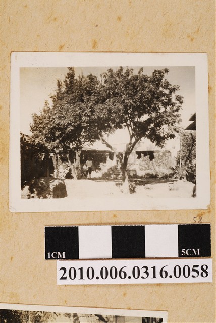 樹旁二人剪影 (共1張)