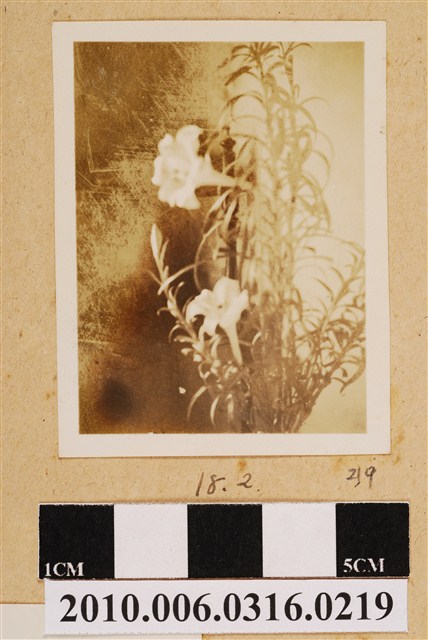 昭和18年2月盆栽照 (共1張)