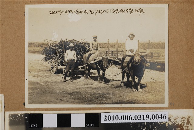 鹽水港製糖樹林頭農場甘蔗收穫 (共1張)