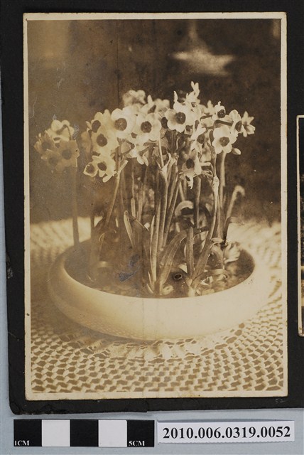 水仙花照 (共1張)