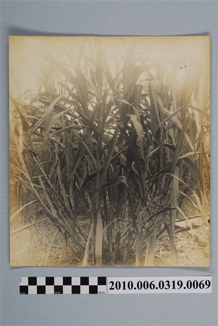 甘蔗照 (共2張)