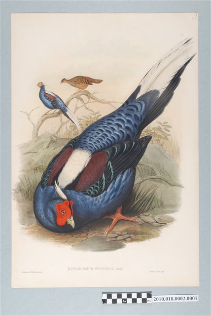 約翰古爾德繪〈藍腹鷴〉 (共6張)
