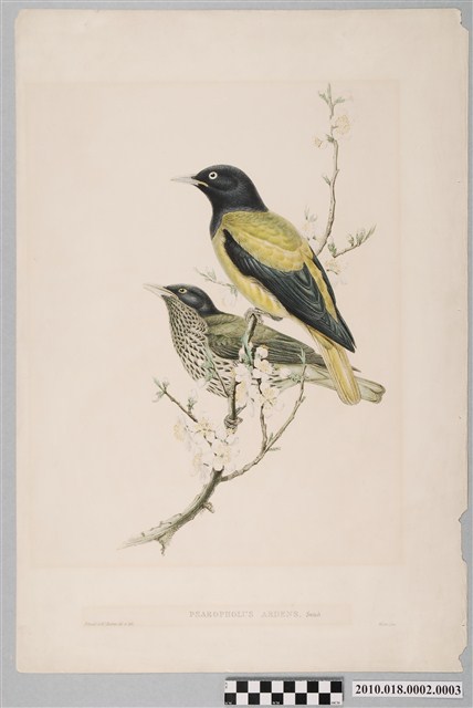 約翰古爾德繪〈朱鸝〉 (共3張)