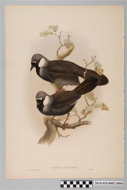 約翰古爾德繪〈黑喉噪鶥〉 (共6張)