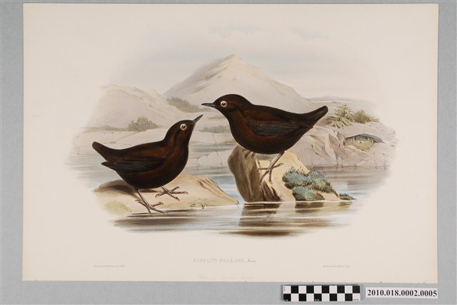 約翰古爾德繪〈河烏〉 (共6張)