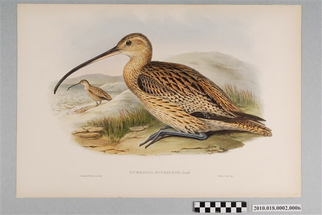 約翰古爾德繪〈紅腰杓鷸〉 (共3張)