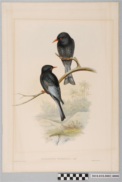 約翰古爾德繪〈紅嘴黑鵯〉 (共6張)