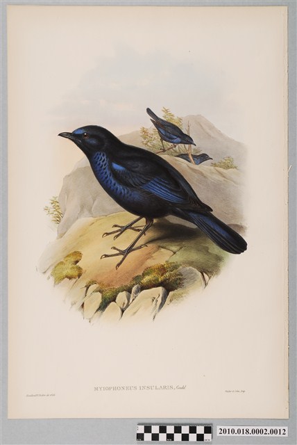 約翰古爾德繪〈臺灣紫嘯鶇〉 (共6張)