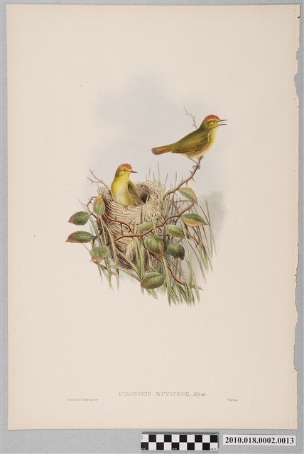 約翰古爾德繪〈山紅頭〉 (共6張)