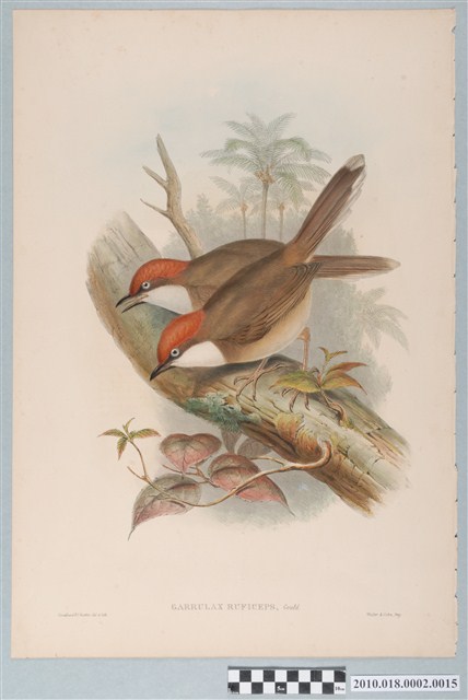 約翰古爾德繪〈白喉噪眉〉 (共6張)