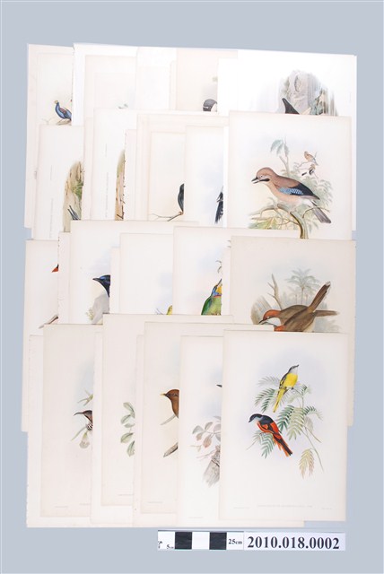 約翰古爾德繪之亞洲鳥類圖繪組 (共2張)