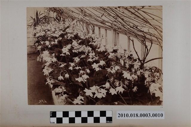 花卉 (共2張)