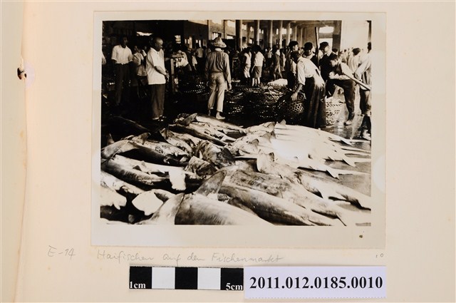 鯊魚與魚市場 (共1張)