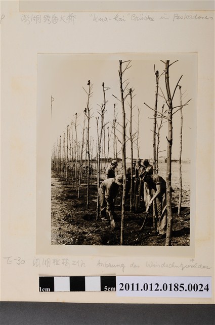 澎湖植樹活動 (共1張)