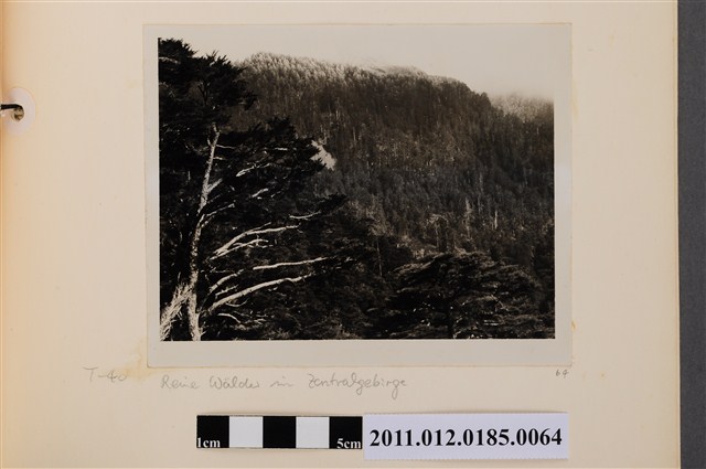 中央山脈森林之二 (共1張)