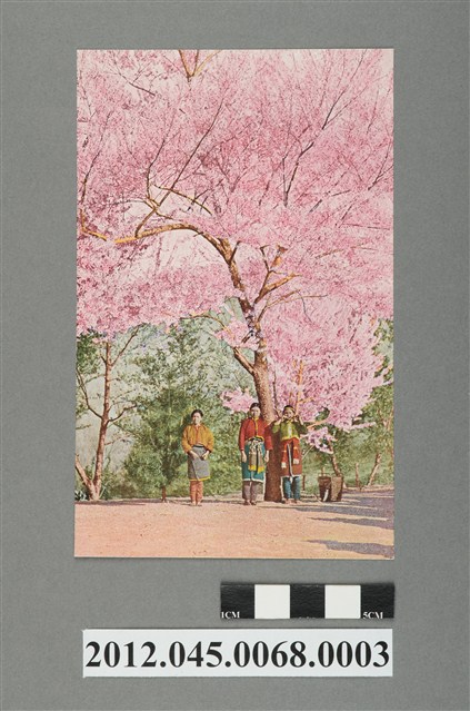 臺灣霧社的櫻花 (共2張)