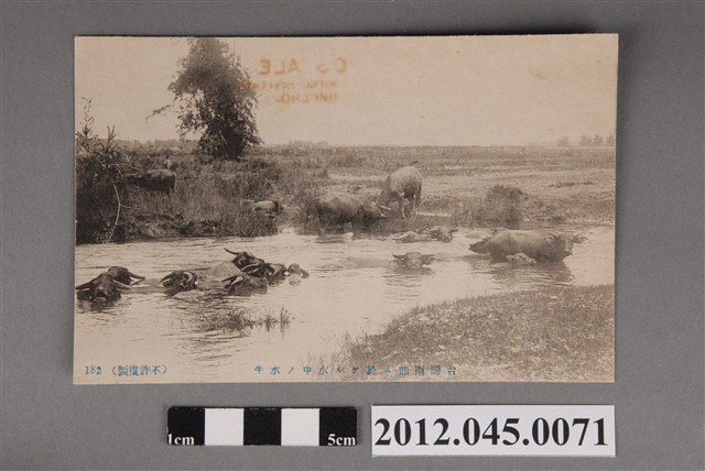 臺灣南部水中的水牛 (共2張)