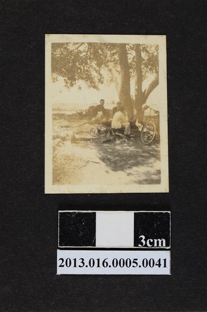 樹下納涼 (共1張)