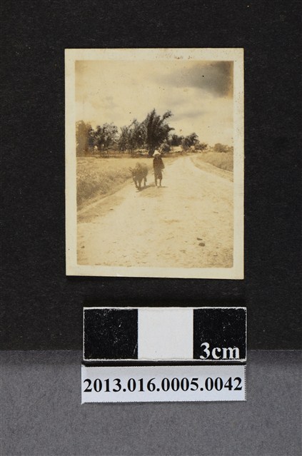 農夫與牛 (共1張)