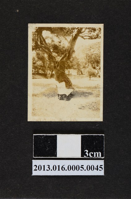 樹下長椅 (共1張)