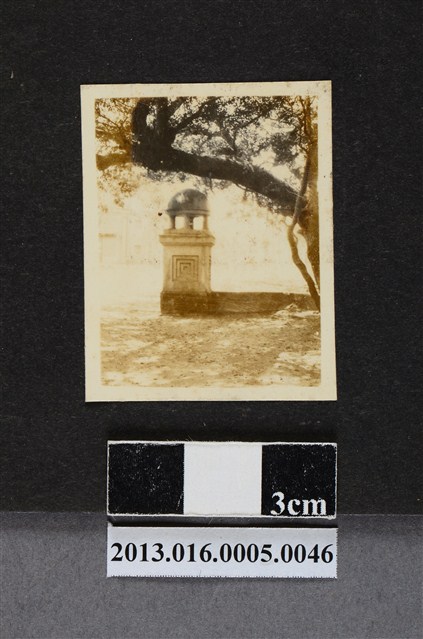 樹下一隅 (共1張)