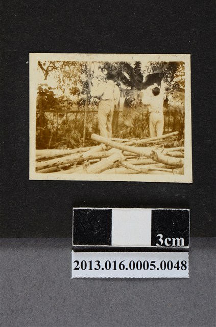 整頓庭園 (共1張)