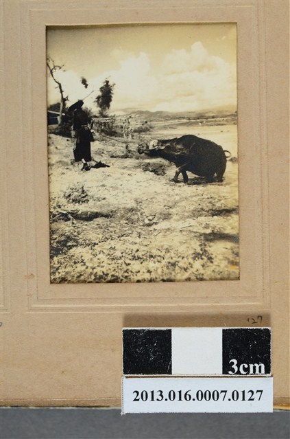 農人與牛 (共1張)