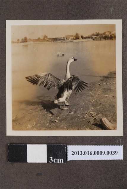 岸邊鵝隻 (共1張)