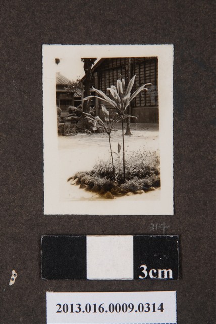 建物與植栽 (共1張)