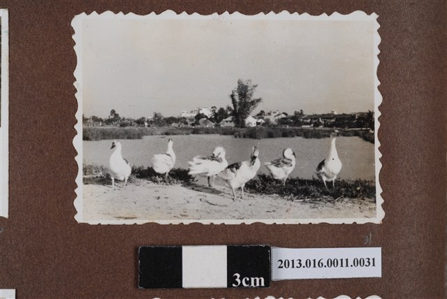 岸邊鵝群 (共1張)